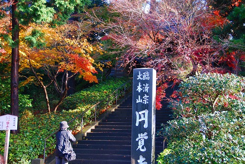 鎌倉 紅葉谷を歩く トレケンの山旅